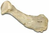 Fossil Walrus (Neotherium) Radius - Bakersfield, California #325962-2